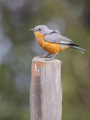 Melaenornis semipartitus