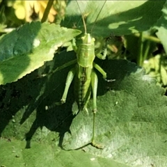 Tettigonia viridissima