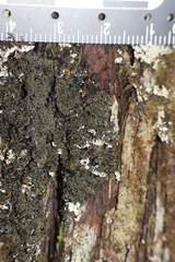 Fuscopannaria sorediata