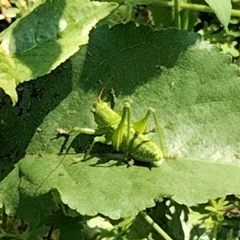 Tettigonia viridissima