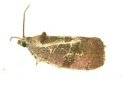 Evora hemidesma