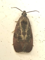 Evora hemidesma