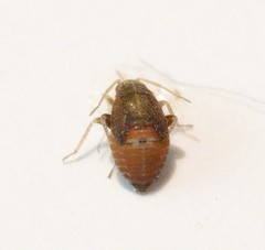Psallus variabilis