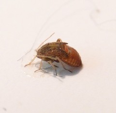 Psallus variabilis