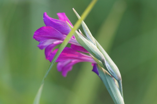 Image of Turkish Marsh Gladiolus by (c) evgeniq_benihanov, some rights reserved (CC BY)
