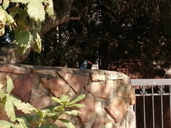 Phoeniculus purpureus