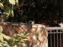 Phoeniculus purpureus