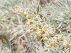Artemisia arborescens