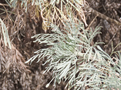 Artemisia arborescens