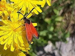 Zygaena rubicundus