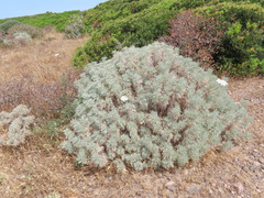 Artemisia arborescens