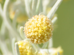 Artemisia arborescens