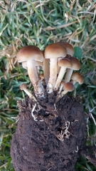 Fungi
