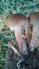 Fungi