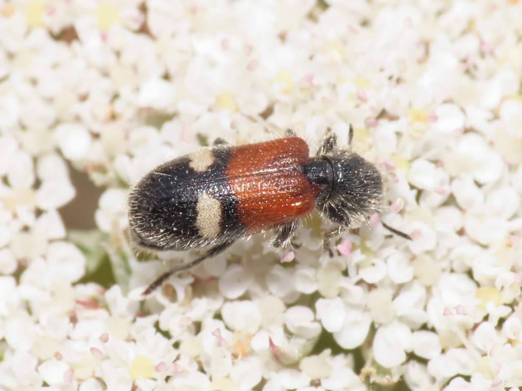 Tilloidea transversalis