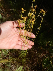 Dysodiopsis tagetoides