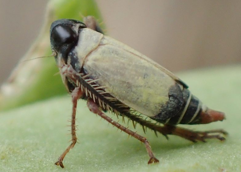 Tinobregmus vittatus