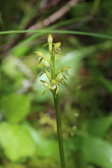 Media resource of Corallorhiza trifida
