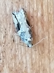 Proteoteras crescentana