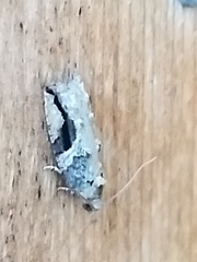 Proteoteras crescentana