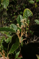 Pomaderris pilifera