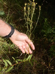 Dysodiopsis tagetoides