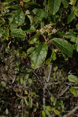 Pomaderris pilifera