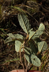 Pomaderris pilifera