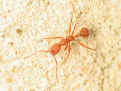 Aphaenogaster sardoa