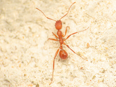 Aphaenogaster sardoa