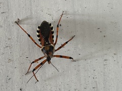 Rhynocoris punctiventris