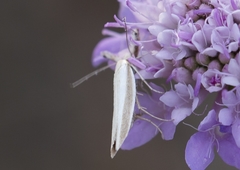 Pleurota aristella