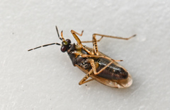 Dicyphus globulifer
