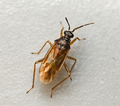 Dicyphus globulifer