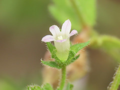 Campanula erinus