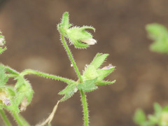 Campanula erinus