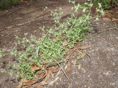 Campanula erinus