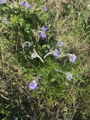 Pulsatilla ambigua