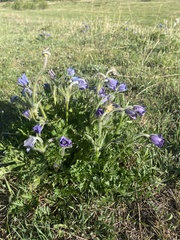 Pulsatilla ambigua