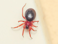 Pelecopsis bucephala