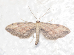 Idaea attenuaria