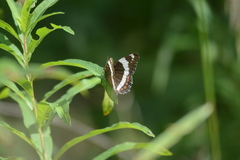 Limenitis arthemis rubrofasciata