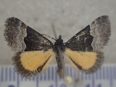 Dichromodes scothima