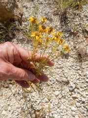 Dysodiopsis tagetoides