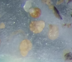 Entzia macrescens