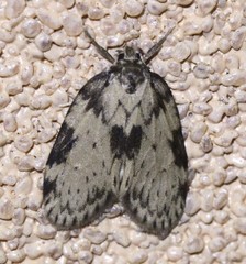 Schistophleps obducta