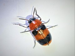 Coptocephala hellenica