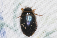 Thermonectus basillaris