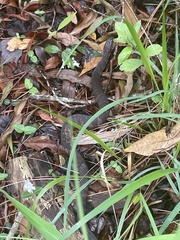 Nerodia fasciata