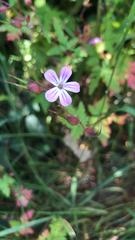 Geranium robertianum
